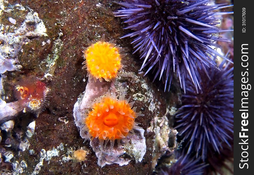 Orange Cup Corals and Purple Urchins
