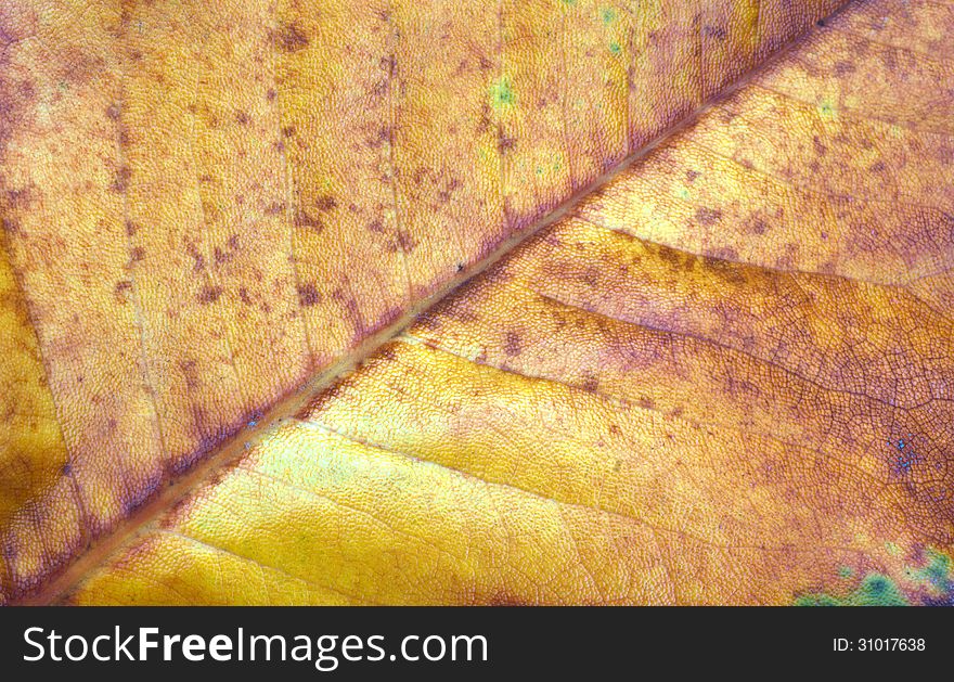 Macro of an autumn leaf suitable for a background. Macro of an autumn leaf suitable for a background