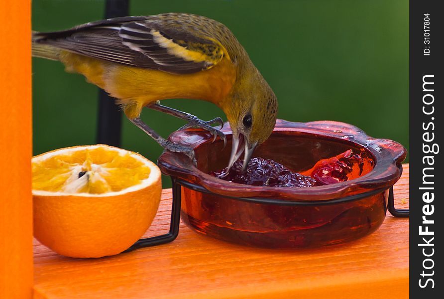 Female Baltimore Oriole &x28;icterus galbula&x29