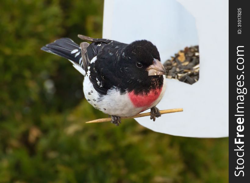 Rose-Breasted Grosbeak sitting on perch after eating seeds. Rose-Breasted Grosbeak sitting on perch after eating seeds