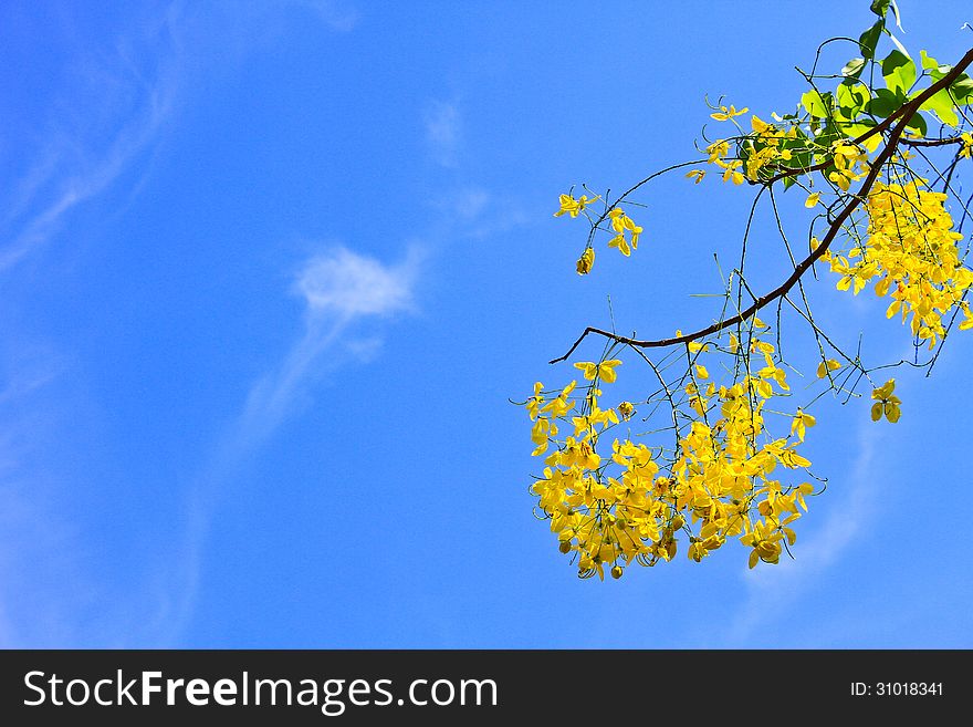 Cassia Fistula in clear blue sky. Cassia Fistula in clear blue sky