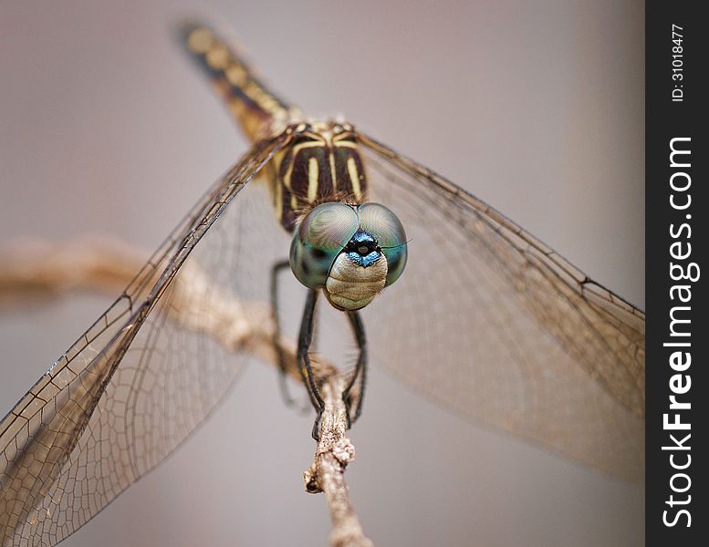 Female blue dasher dragonfly perched on a brown twig against a beige background