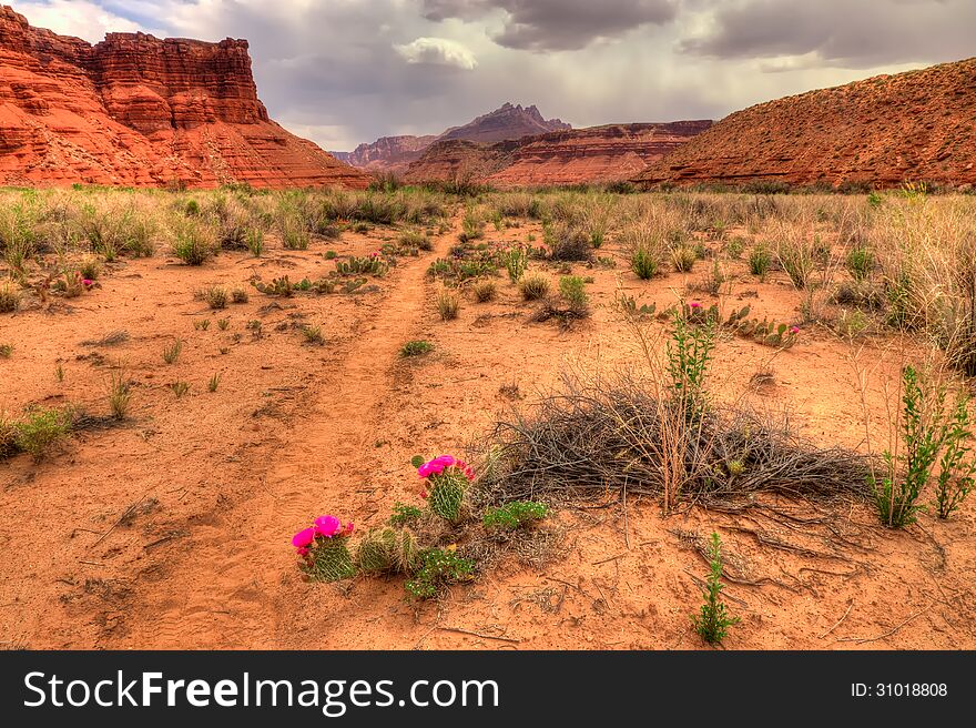 The Paria Canyon is located in Arizona and Utah, and is a 38 mile long canyon trip by means of backpacking. One makes thousands of stream crossings in this spectacular area, until the canyon widens out and ends in Lee's Ferry, Arizona.