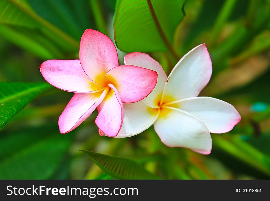 Close up of frangipani flower