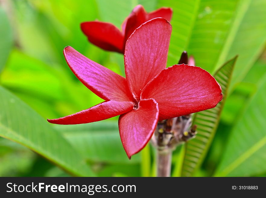 Close-up shot for red frangipani flowers