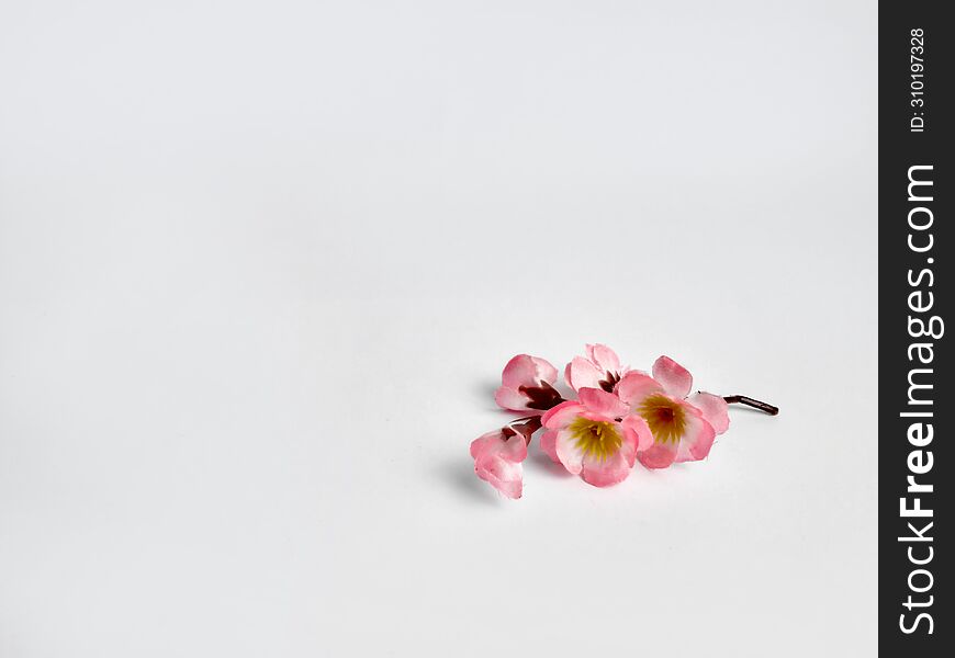 a sprig of cherry blossoms in bloom on an  white background