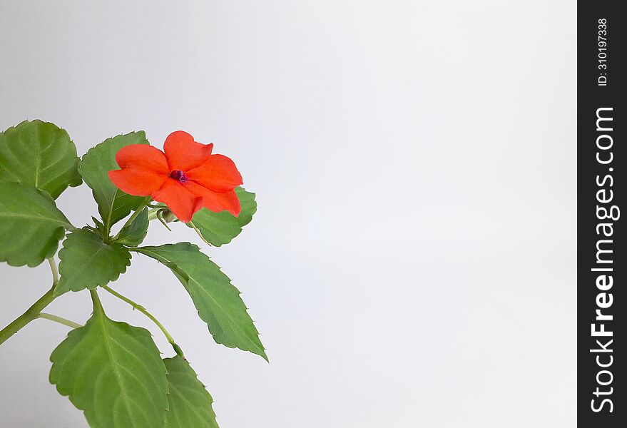 A tropical ornamental plant called impatiens hawkeri is flowering on a white background