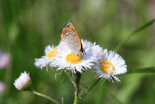 Small Copper Royalty Free Stock Image