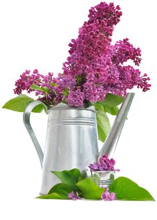 Flowers Of Lilac And Metal Pot Royalty Free Stock Photo Flowers Of Lilac And Metal Pot Royalty Free Stock Photo