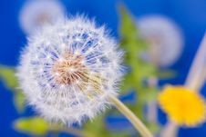 Dandelion Macro Closeup Stock Photos Dandelion Macro Closeup Stock Photos