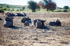 Relaxed Wildebeest Royalty Free Stock Photography