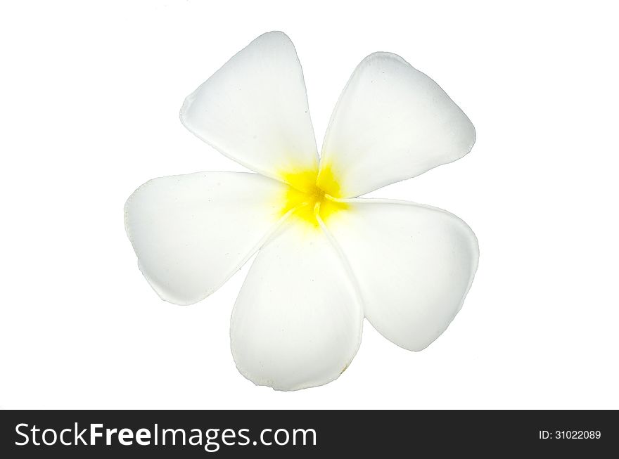 Frangipani Plumeria Spa Flower with white isolate background. Frangipani Plumeria Spa Flower with white isolate background