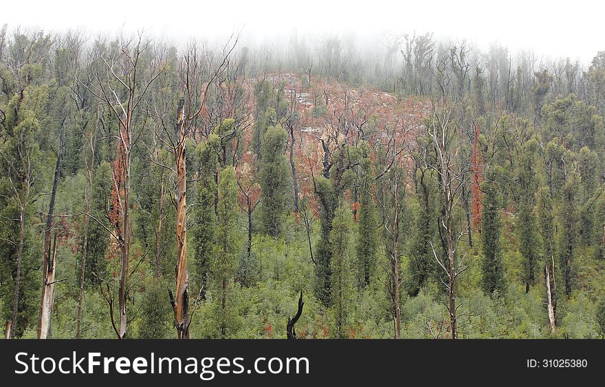 Trees recovering after a fire at At Steavenson Falls Marysville Melbourne. Trees recovering after a fire at At Steavenson Falls Marysville Melbourne