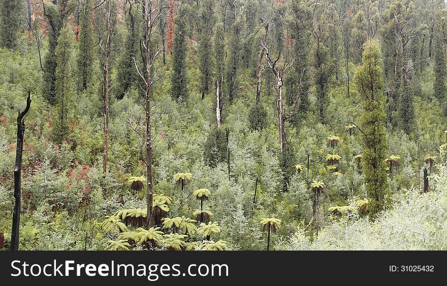 Trees recovering after a fire at At Steavenson Falls Marysville Melbourne. Trees recovering after a fire at At Steavenson Falls Marysville Melbourne