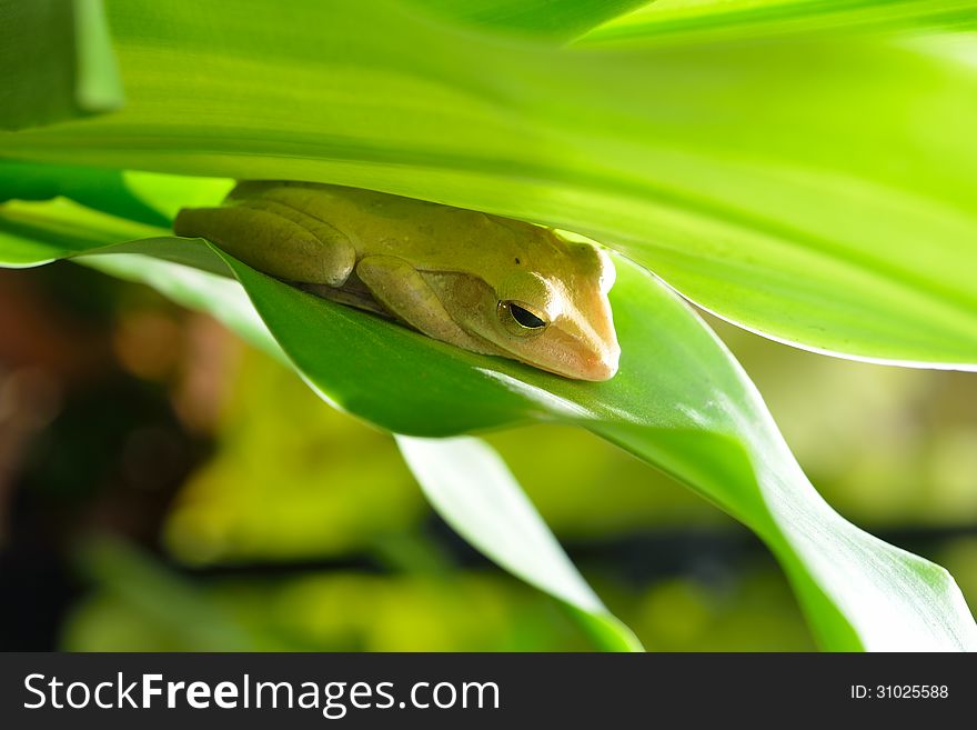 Green tree frog leaf amphibian intropical