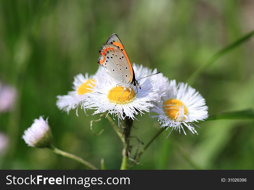 A close-up picture of a butterfly(small copper)on white flowers.