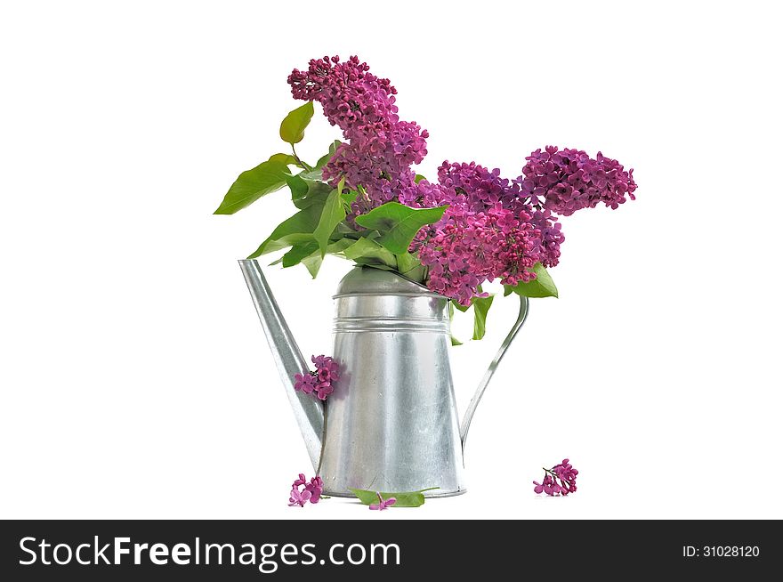 Bouquet of lilac in a watering can on white background. Bouquet of lilac in a watering can on white background