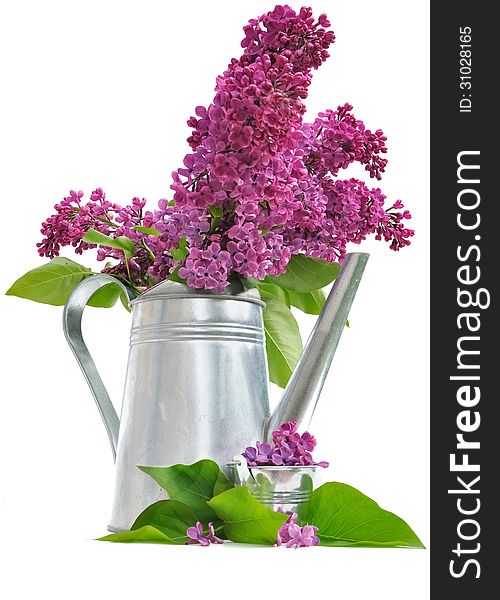 Bouquet of lilac in a watering can on white background. Bouquet of lilac in a watering can on white background