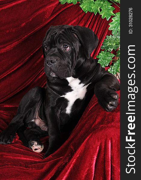 Black Puppy Cane Corso Portrait