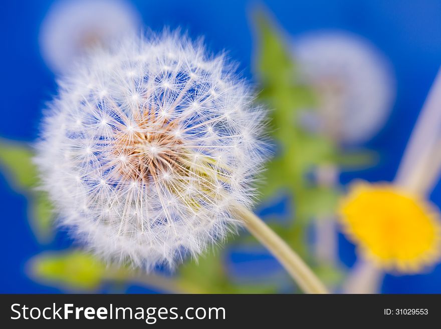 Dandelion Macro Closeup