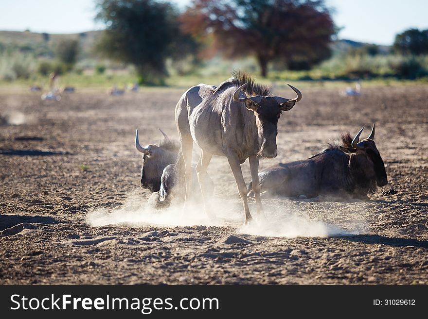 A wildebeest kicking up dust at a watering hole in the Kgalagadi transfrontier park. A wildebeest kicking up dust at a watering hole in the Kgalagadi transfrontier park.