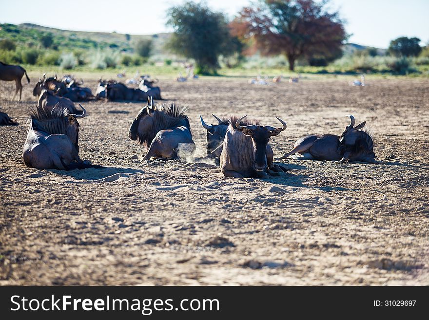 Wildebeest lying down at a watering hole in the Kgalagadi transfrontier park. Wildebeest lying down at a watering hole in the Kgalagadi transfrontier park.