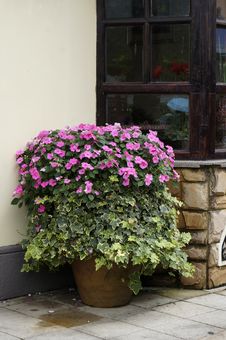 Beautiful Potted Flowers Stock Photos Beautiful Potted Flowers Stock Photos