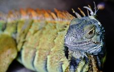 Iguana Lizard Stock Photography Iguana Lizard Stock Photography