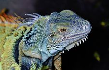 Iguana Lizard Stock Photography Iguana Lizard Stock Photography