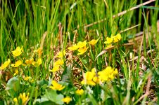 Buttercup Flowers Royalty Free Stock Images Buttercup Flowers Royalty Free Stock Images