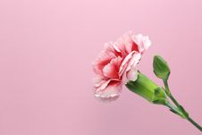 Carnation Stock Images