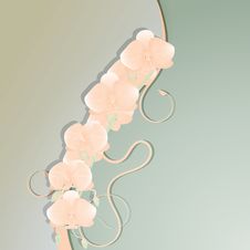 Pale Orchid Royalty Free Stock Photo Pale Orchid Royalty Free Stock Photo