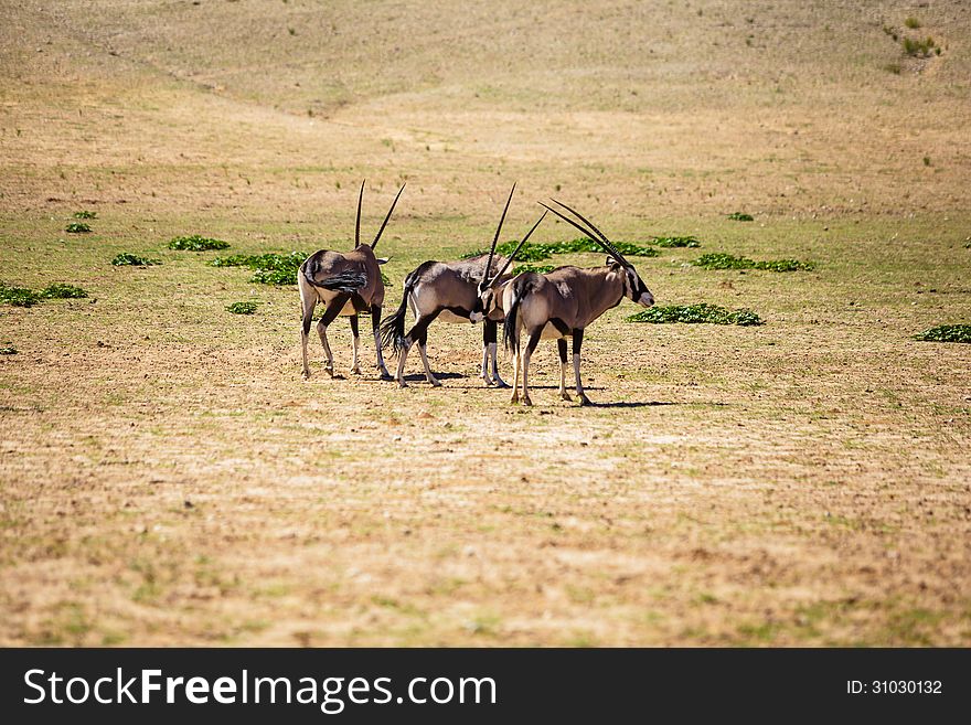 Gemsbok standing around in the sun close to a watering hole. Gemsbok standing around in the sun close to a watering hole.