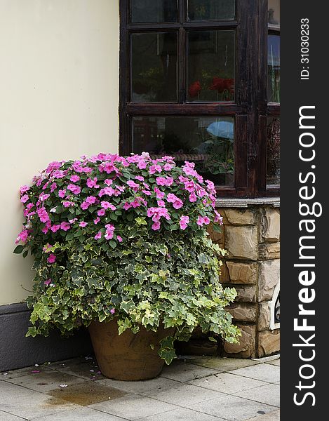 Beautiful potted flowers beside the window.