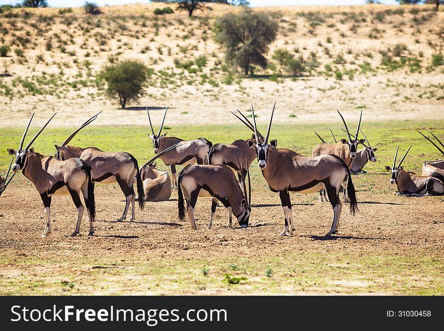A herd of gemsbok, standing in the sun waiting to drink water.
