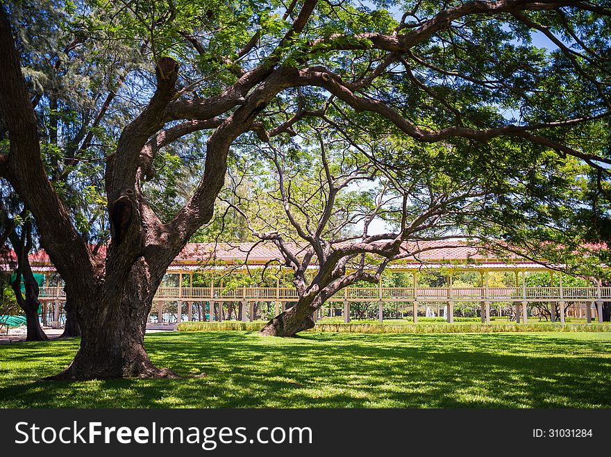 Landscape of big tree in villa garden. Landscape of big tree in villa garden