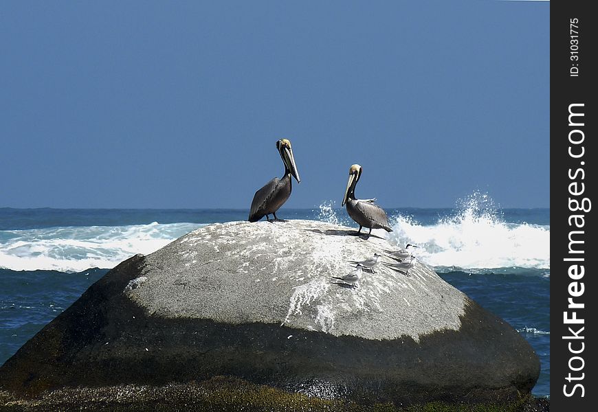Pelicans posing in the rocks.