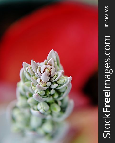 Close up of fleshy Paddle Plant blossom