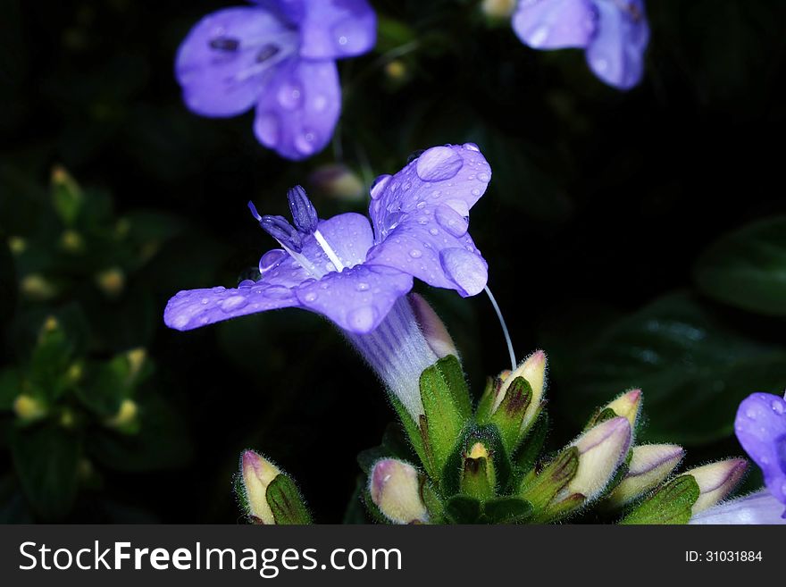 Close up of blue Barleria gueinzii blossom with raindrops