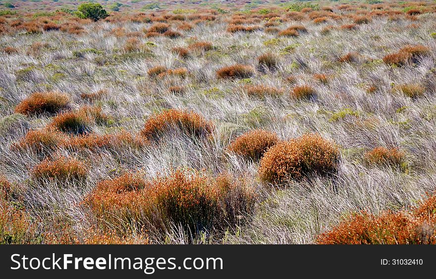 Landscape with blooming Natal red grass. Landscape with blooming Natal red grass