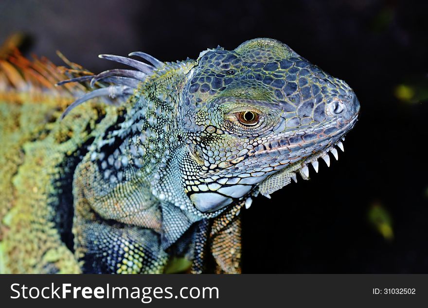 Close up of blue Iguana Lizard