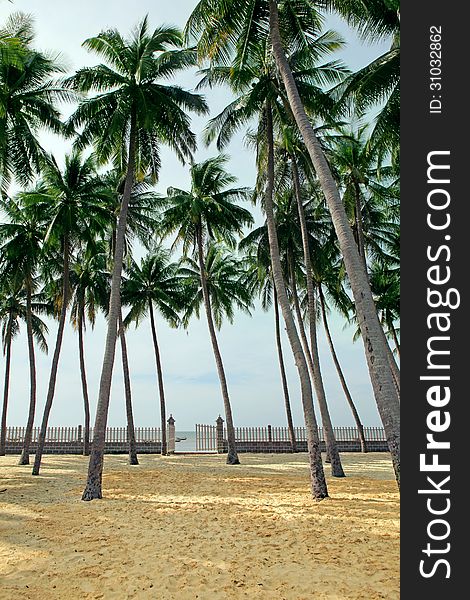 Palm grove on a tropical beach in Mui Ne, Vietnam.