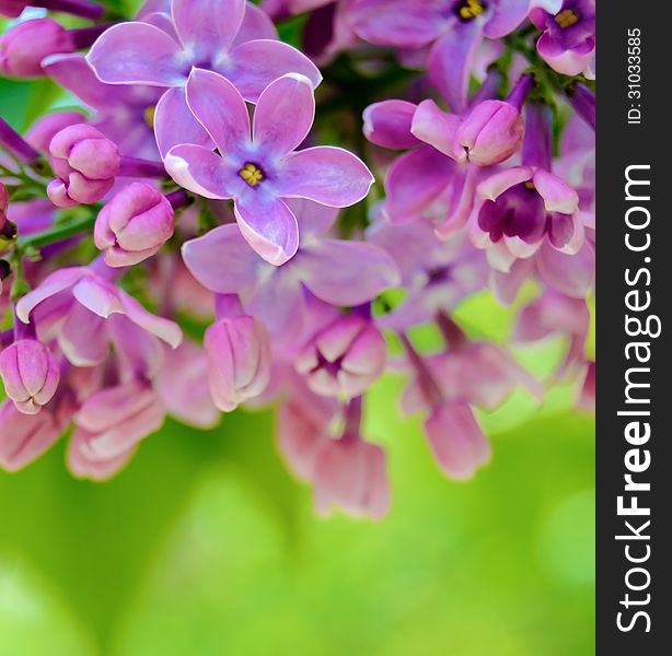 Purple Lilaс Flowers on the Blurred Green Background. Spring Blossom Background