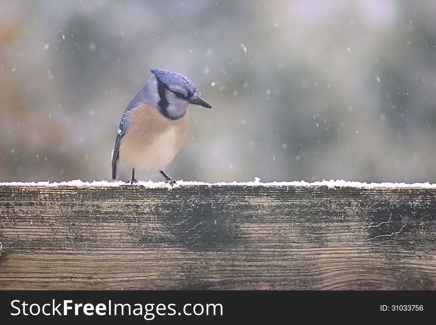 A Blue Jay sitting on an aged fence in the snow. A Blue Jay sitting on an aged fence in the snow