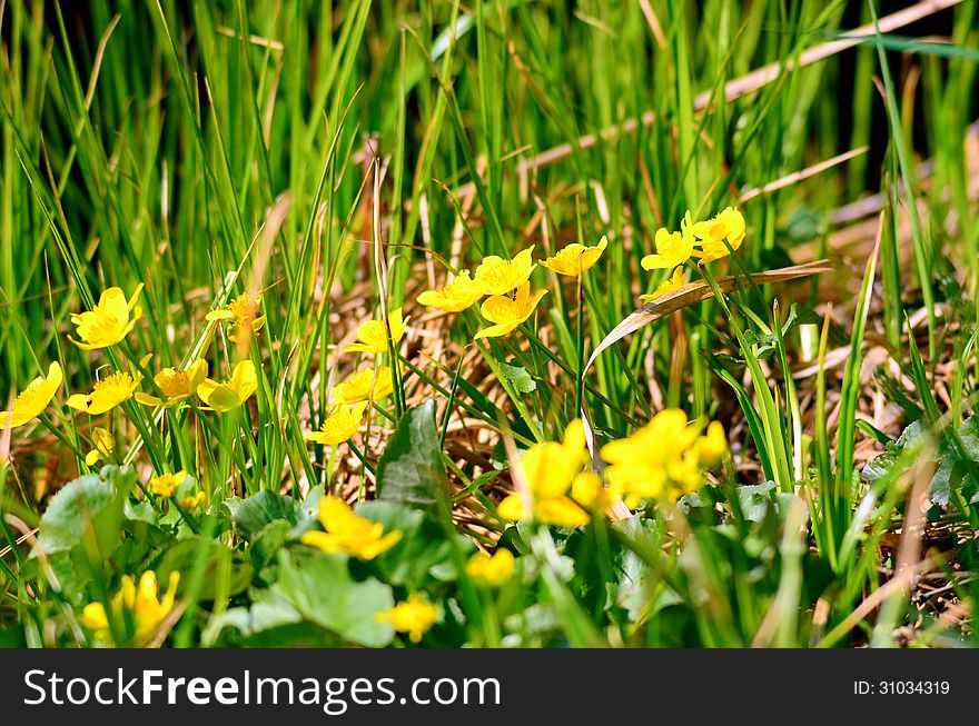 Buttercup Flowers