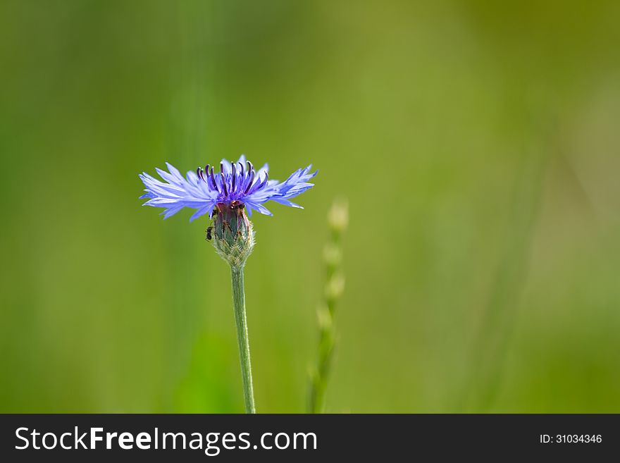 Blue cornflower