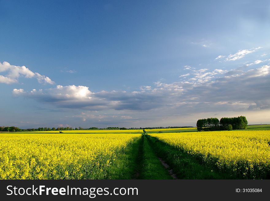 The photograph shows the cultivation of oilseed rape. Extensive field covered with yellow flowers. Above the field is partly cloudy sky. The measure extends to the horizon, a field, grassy road. The photograph shows the cultivation of oilseed rape. Extensive field covered with yellow flowers. Above the field is partly cloudy sky. The measure extends to the horizon, a field, grassy road