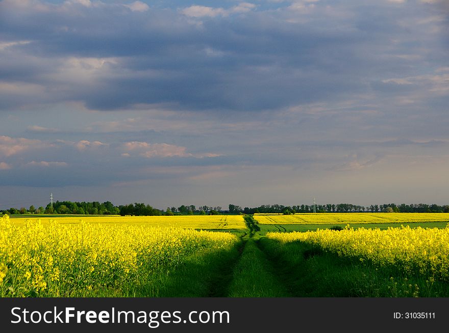 The photograph shows the cultivation of oilseed rape. Extensive field covered with yellow flowers. Above the field is partly cloudy sky. The measure extends to the horizon, a field, grassy road. The photograph shows the cultivation of oilseed rape. Extensive field covered with yellow flowers. Above the field is partly cloudy sky. The measure extends to the horizon, a field, grassy road