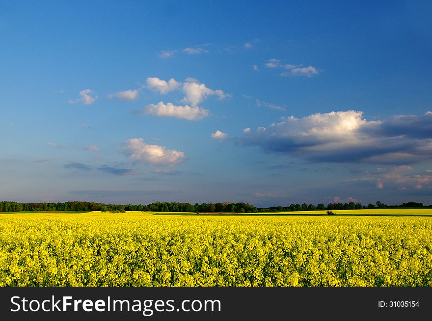 The photograph shows the cultivation of oilseed rape. Extensive field covered with yellow flowers. Above the field is partly cloudy sky. The photograph shows the cultivation of oilseed rape. Extensive field covered with yellow flowers. Above the field is partly cloudy sky.