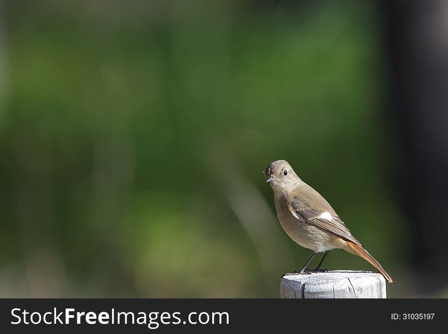 Daurian Redstart